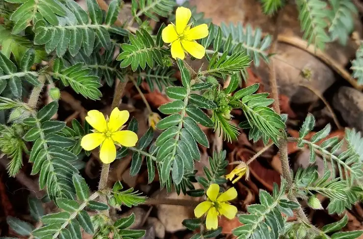 Tribulus